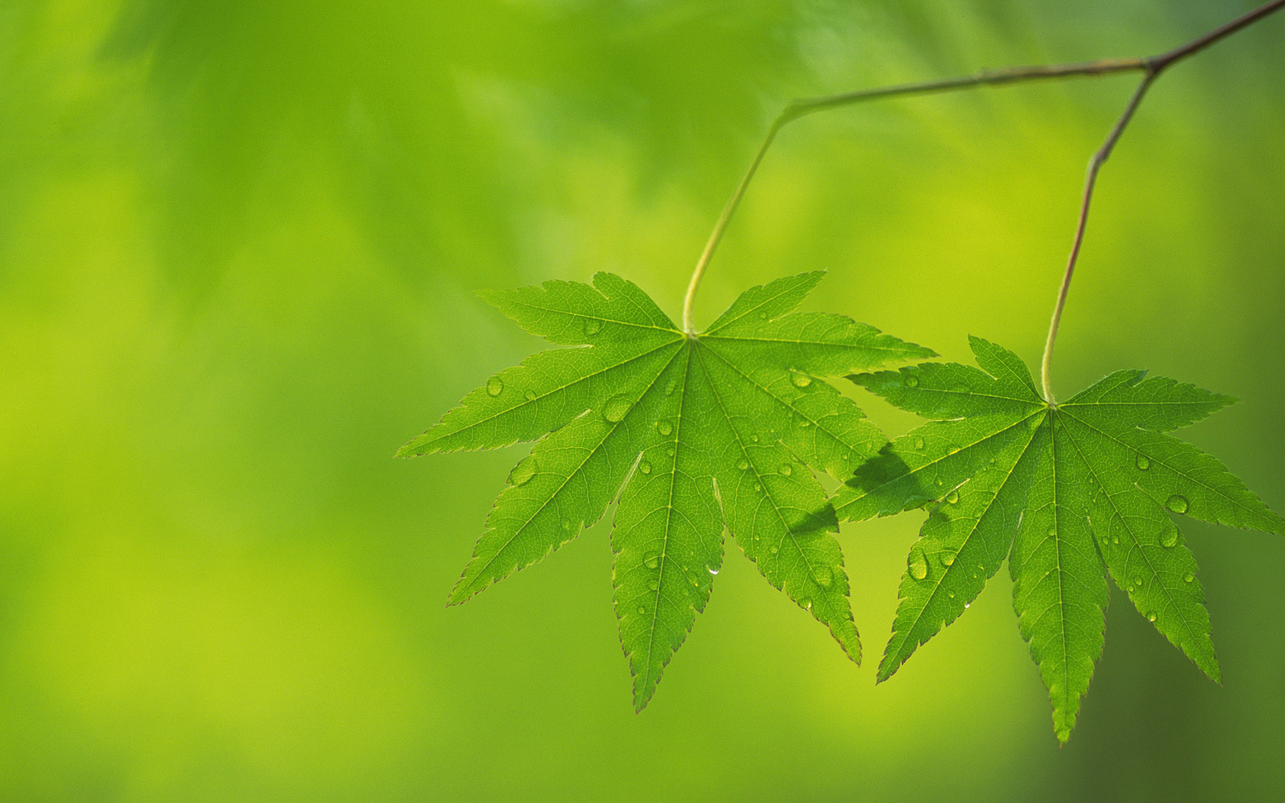 绿色植物叶子高清壁纸(2560x1600)[43p]