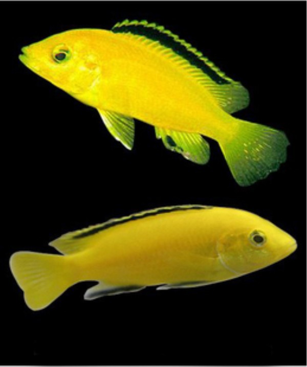 三湖慈鲷鱼品种图片